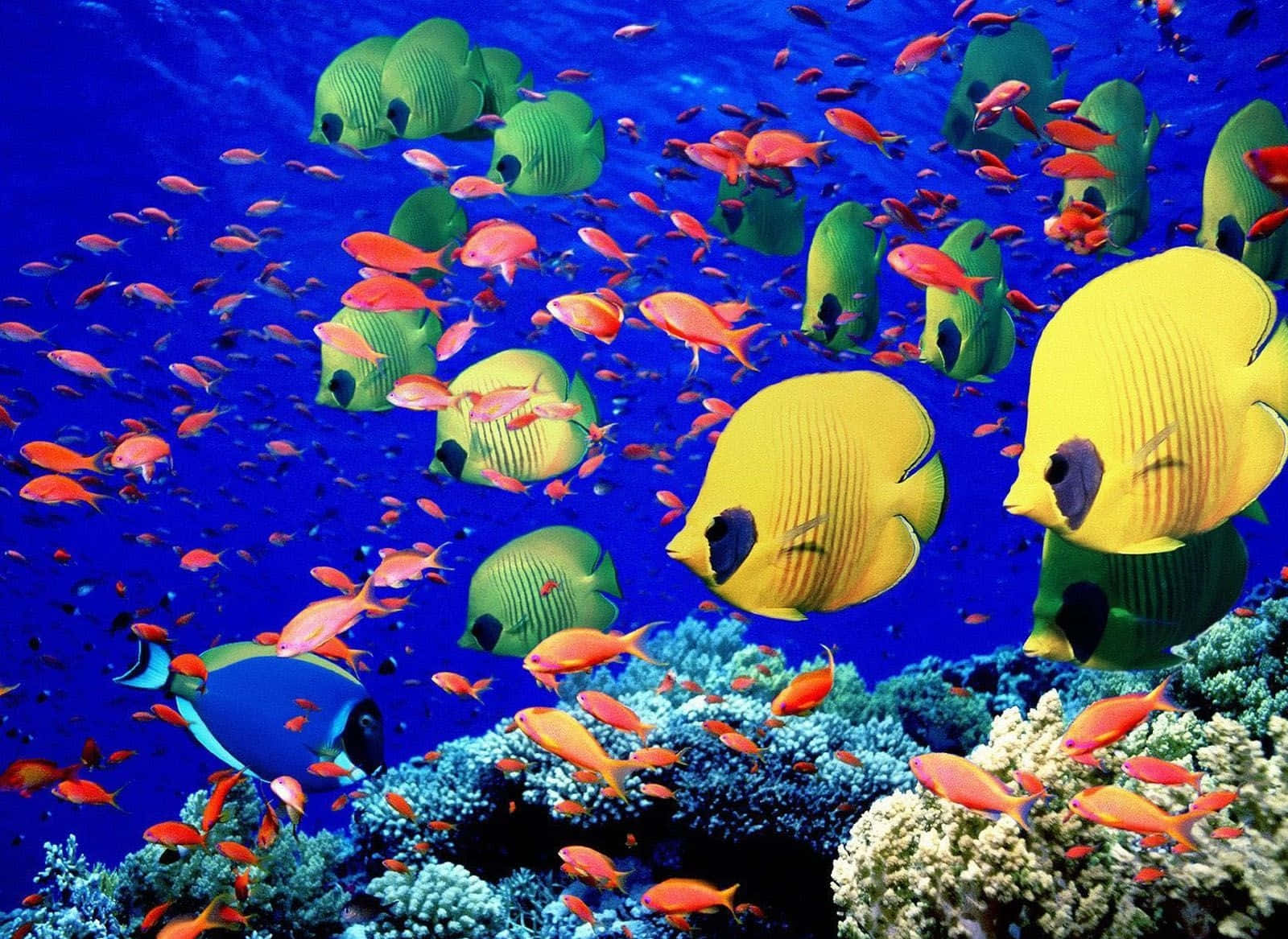 Colorful Tropical Fish On A Coral Reef Wallpaper