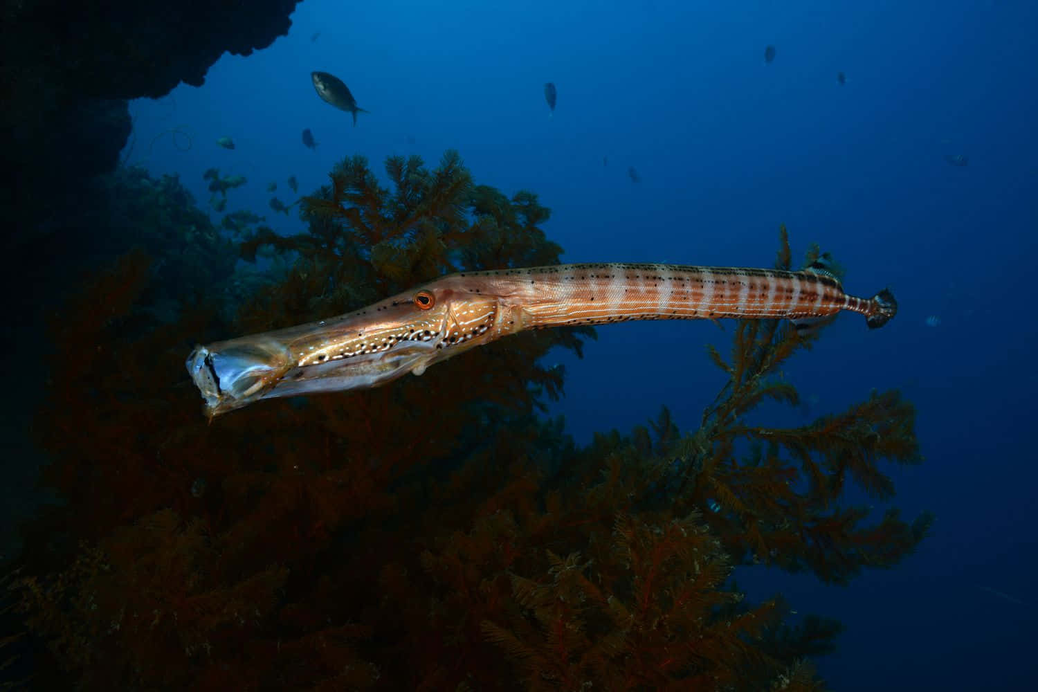 Colorful Trumpetfish Cruising Through Reef Wallpaper