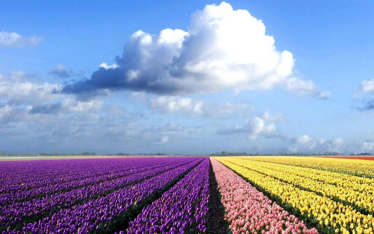 Colorful Tulip Field Laptop Wallpaper