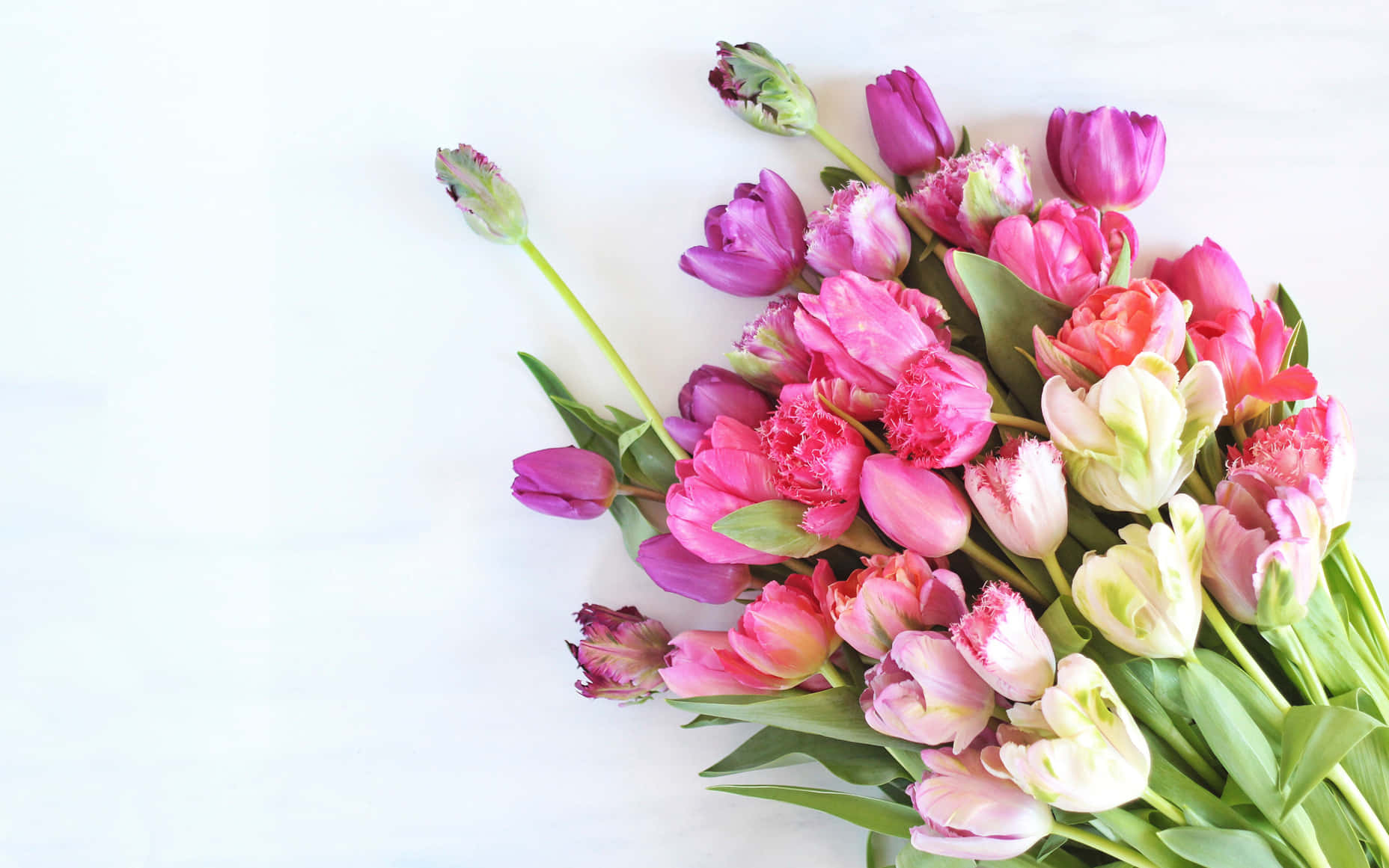 Colorful Tulips Bouquet Top View Wallpaper