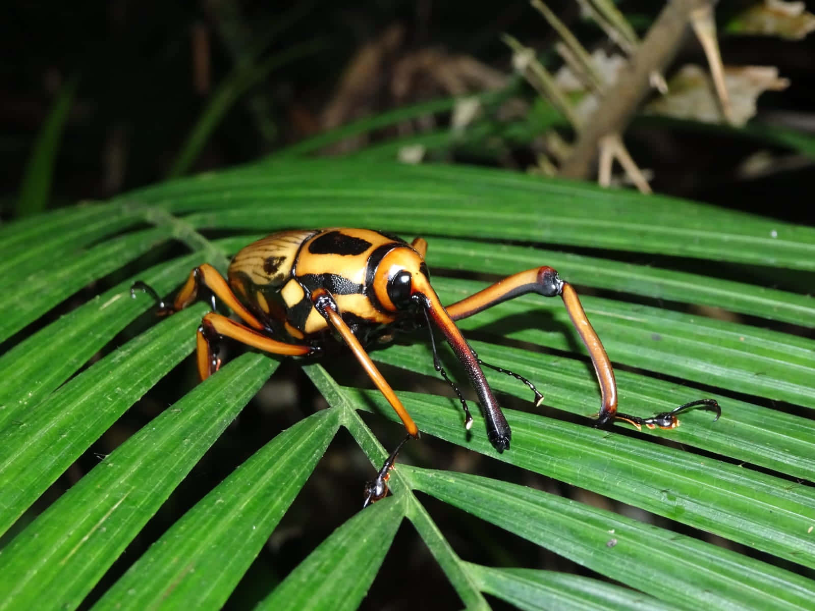 Colorful Weevilon Green Leaf Wallpaper