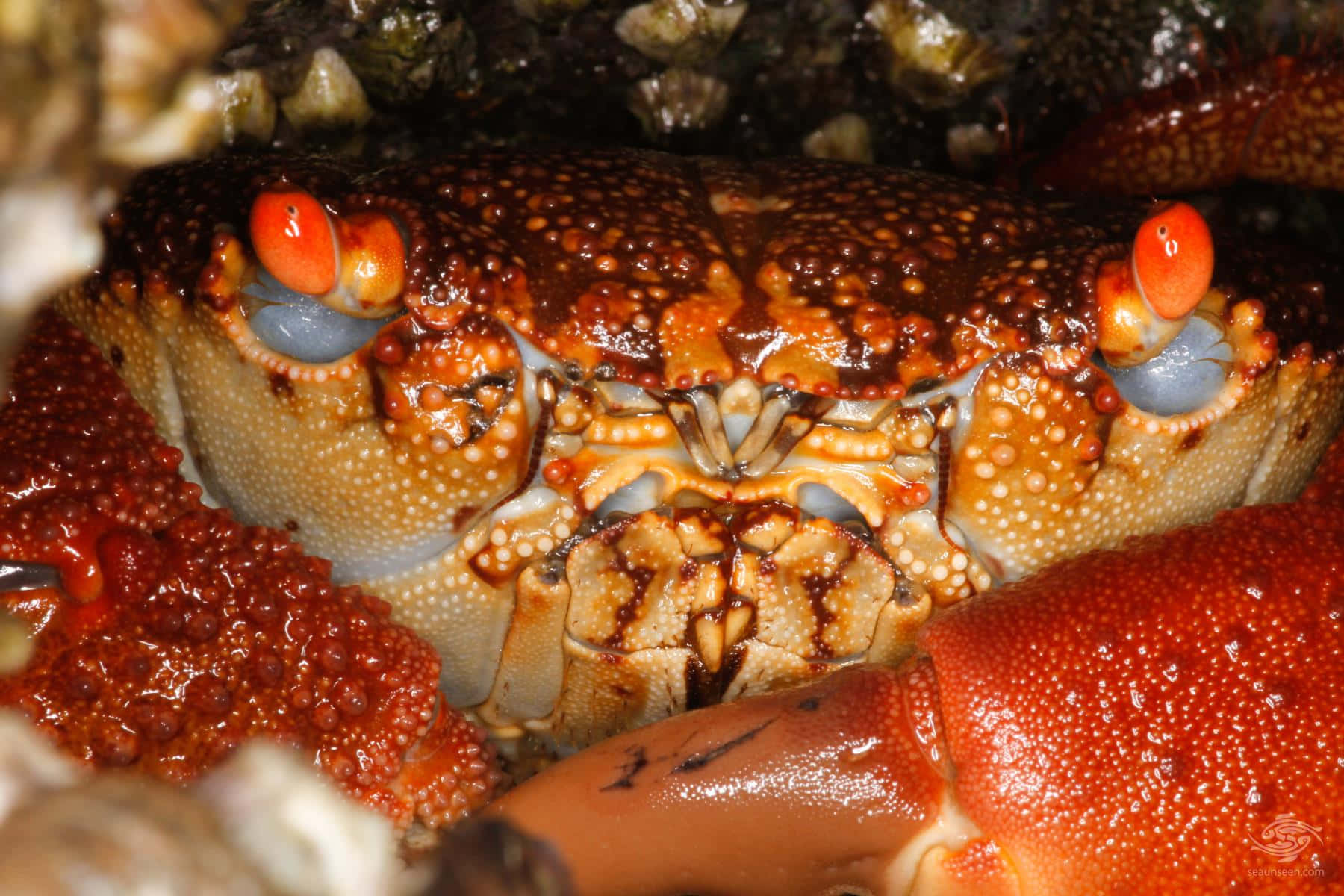 Colorful_ Xanthid_ Crab_ Closeup.jpg Wallpaper