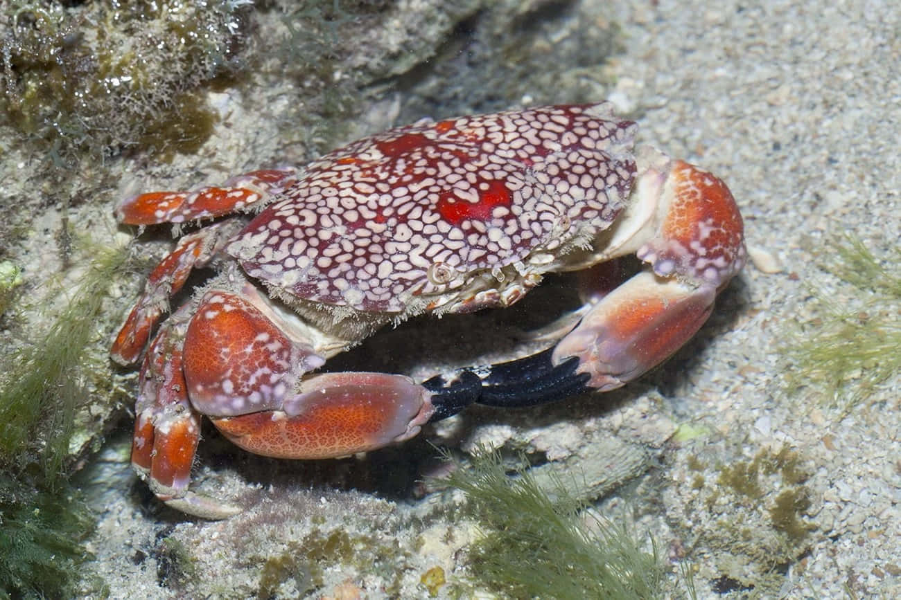 Colorful_ Xanthid_ Crab_ On_ Sandy_ Bottom.jpg Wallpaper