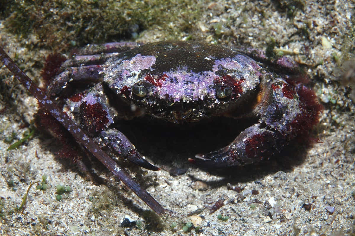 Colorful Xanthid Crab On Seabed.jpg Wallpaper