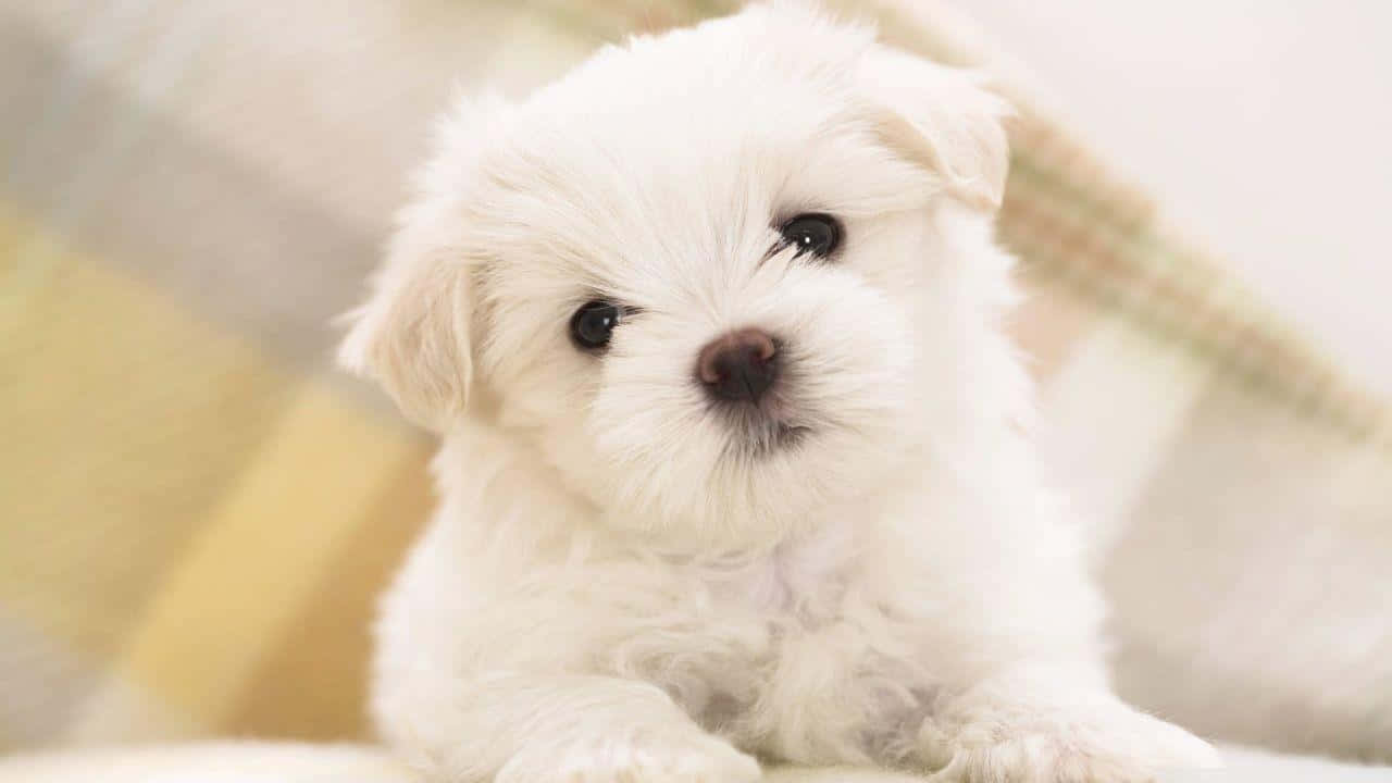 Come And Play With This Loving Fluffy Puppy Wallpaper