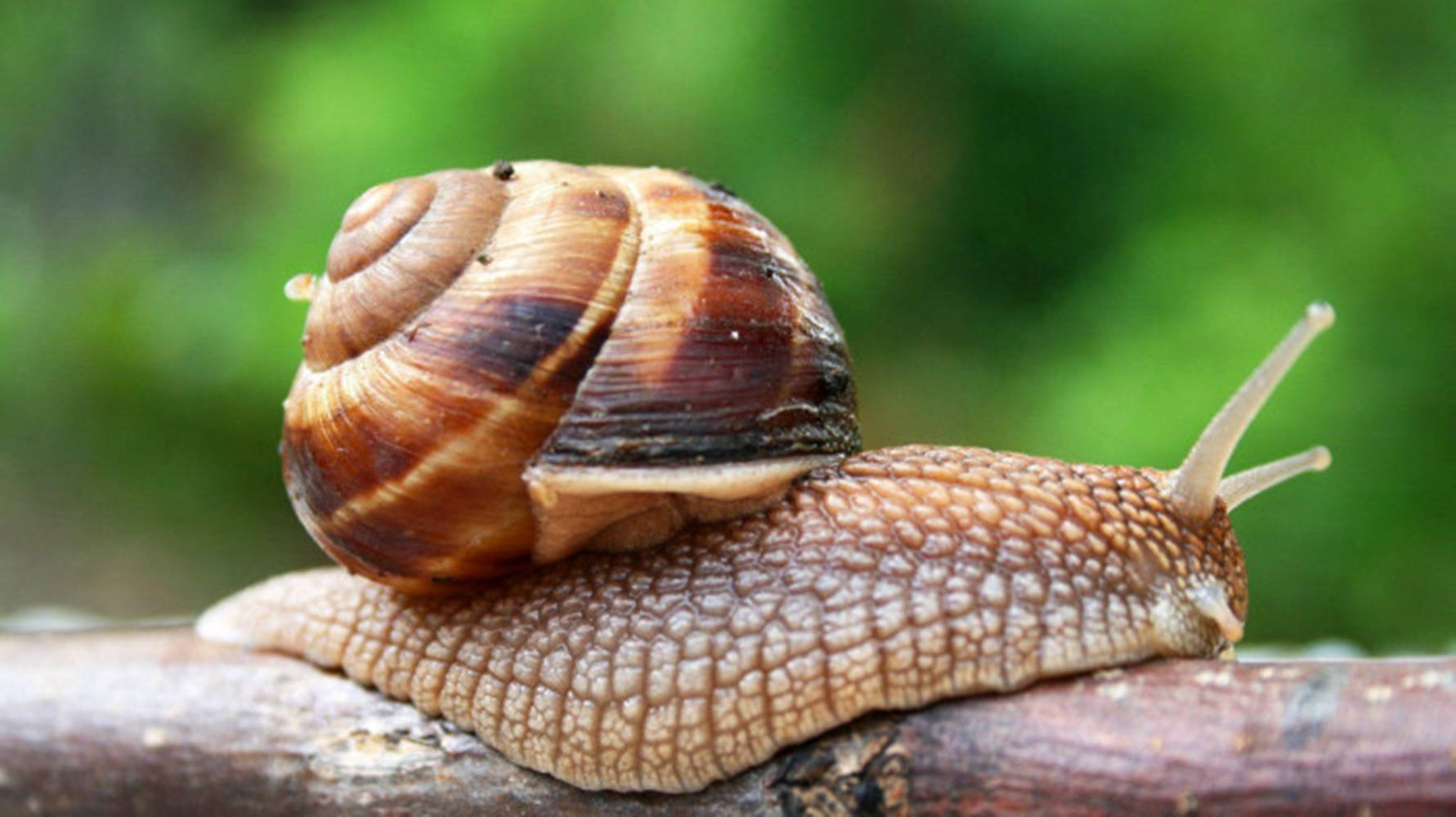 Common Brown Snail Wallpaper