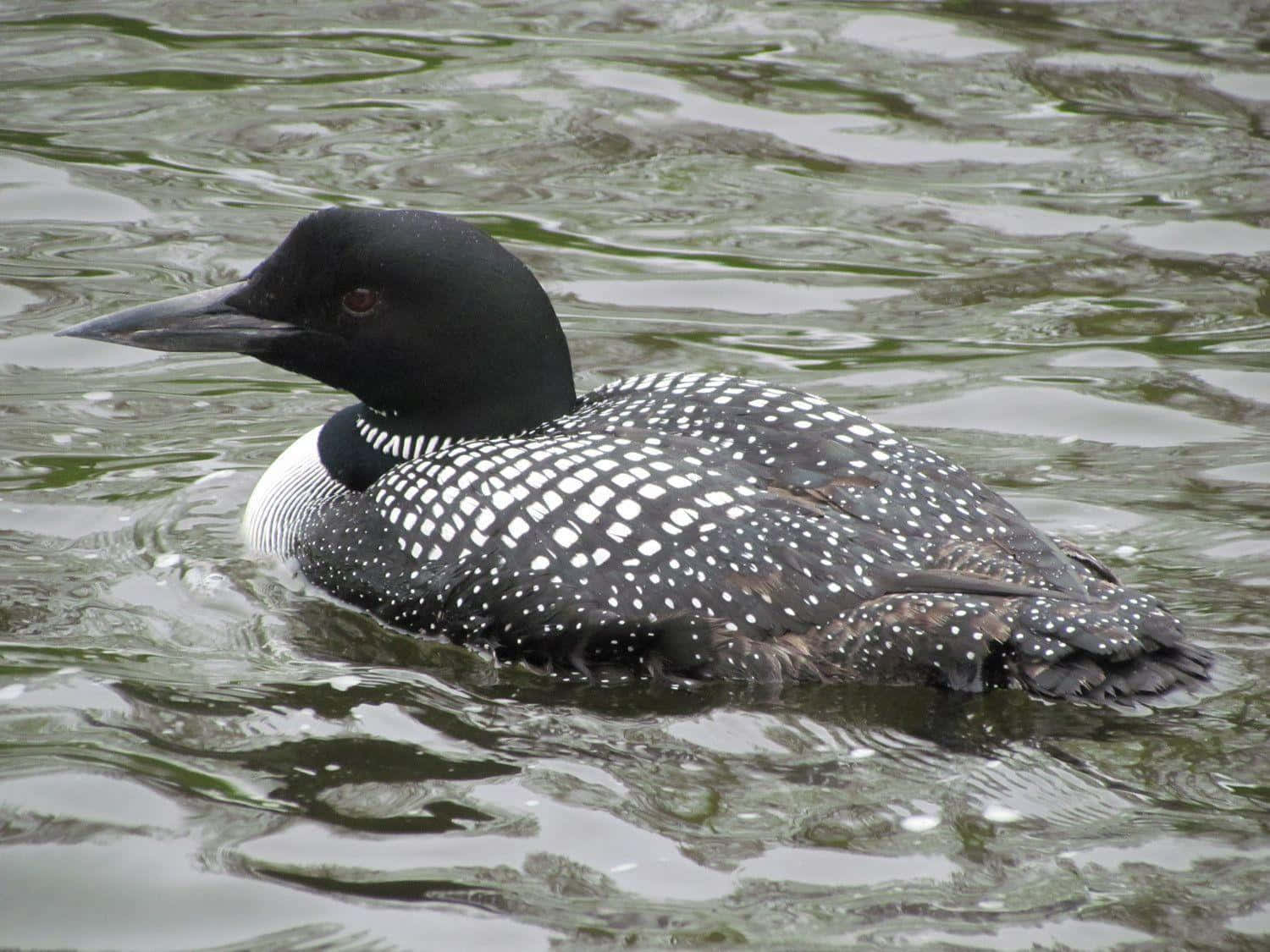 Common_ Loon_on_ Water.jpg Wallpaper