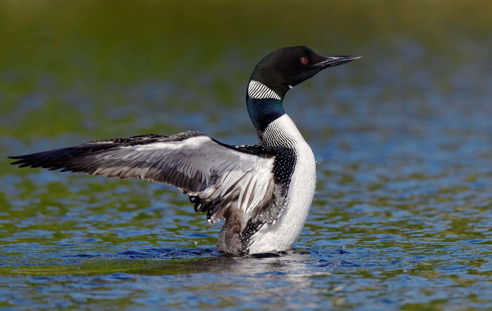 Common Loon Spreading Wings Wallpaper