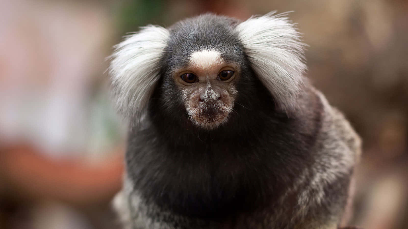 Common Marmoset Portrait Wallpaper