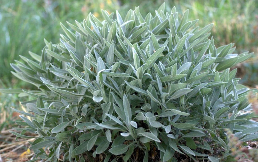 Common Sage Plant Wallpaper