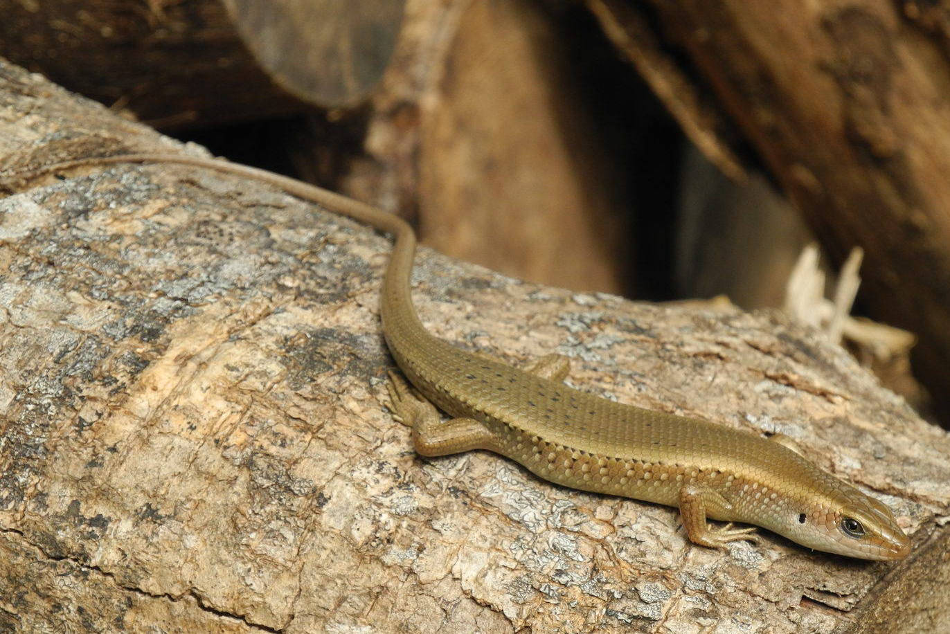 Common Sun Ground Skink Lizard Wallpaper