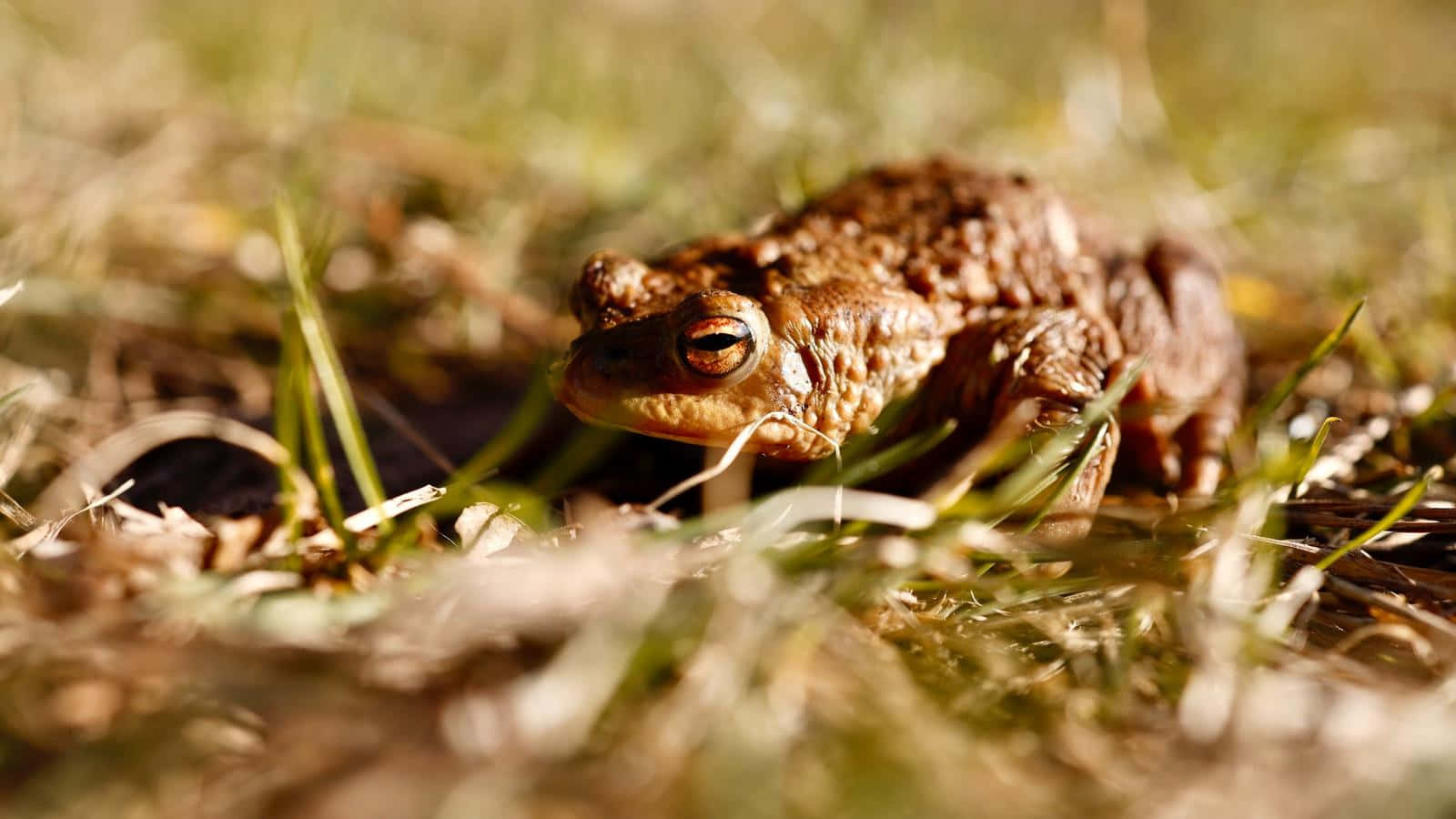 Common Toadin Grass Wallpaper