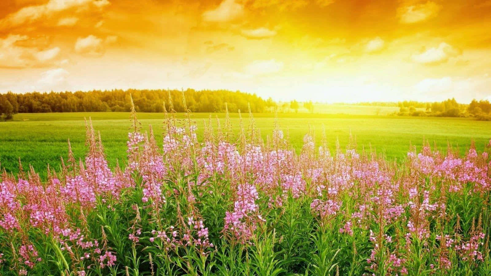 Complimentary Flower Field Wallpaper