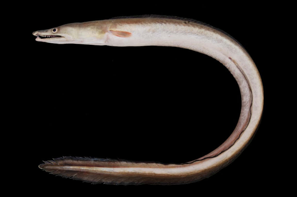 Conger Eel Black Background Wallpaper