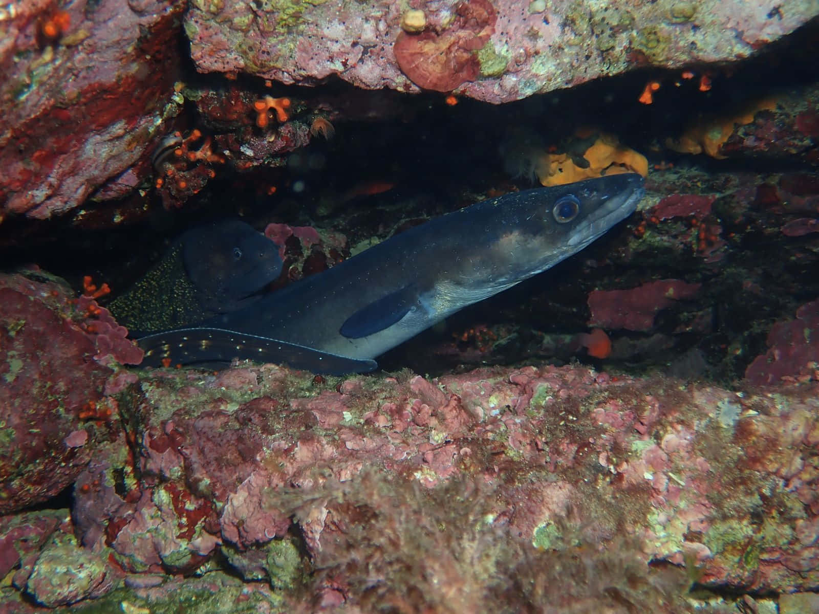 Conger Eel Hiding Under Rock Wallpaper