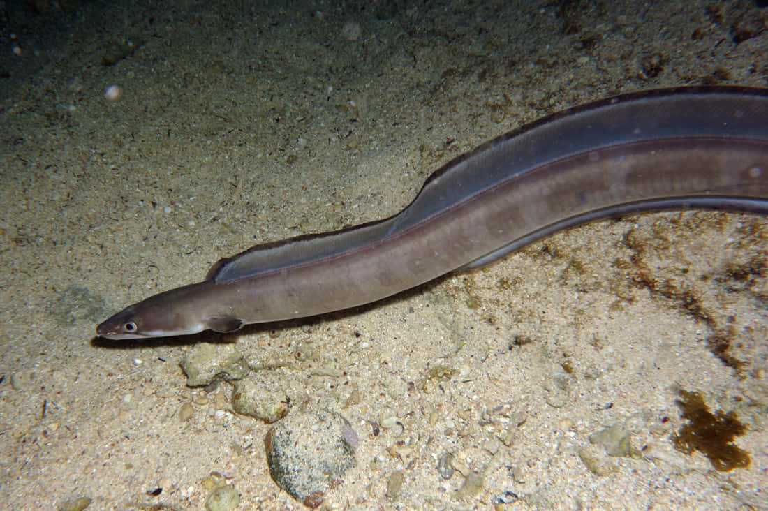 Conger Eel Ocean Floor Wallpaper