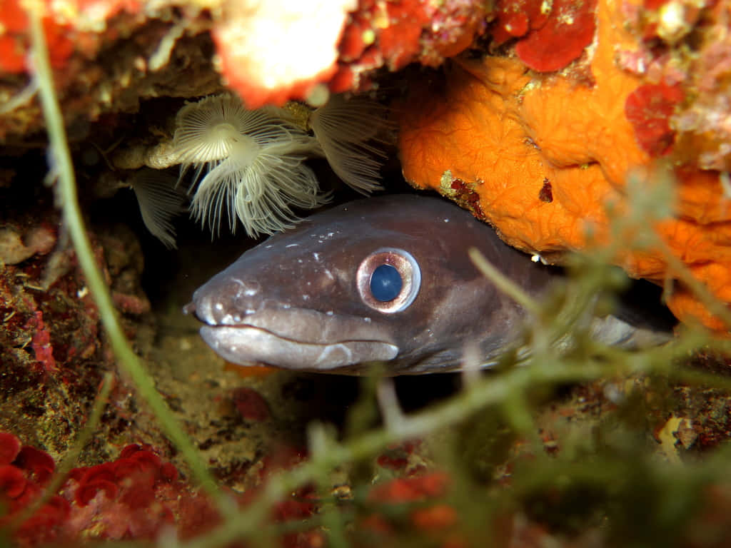 Conger Eel Peeking From Reef Wallpaper