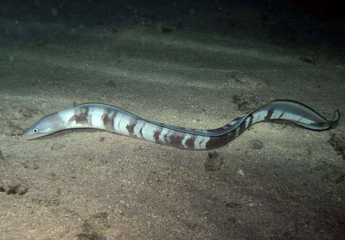 Conger Eel Sandy Seabed Wallpaper