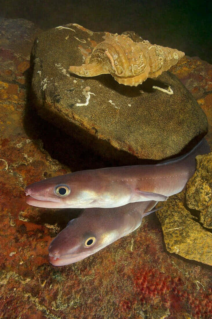 Conger Eels Resting Underwater Wallpaper