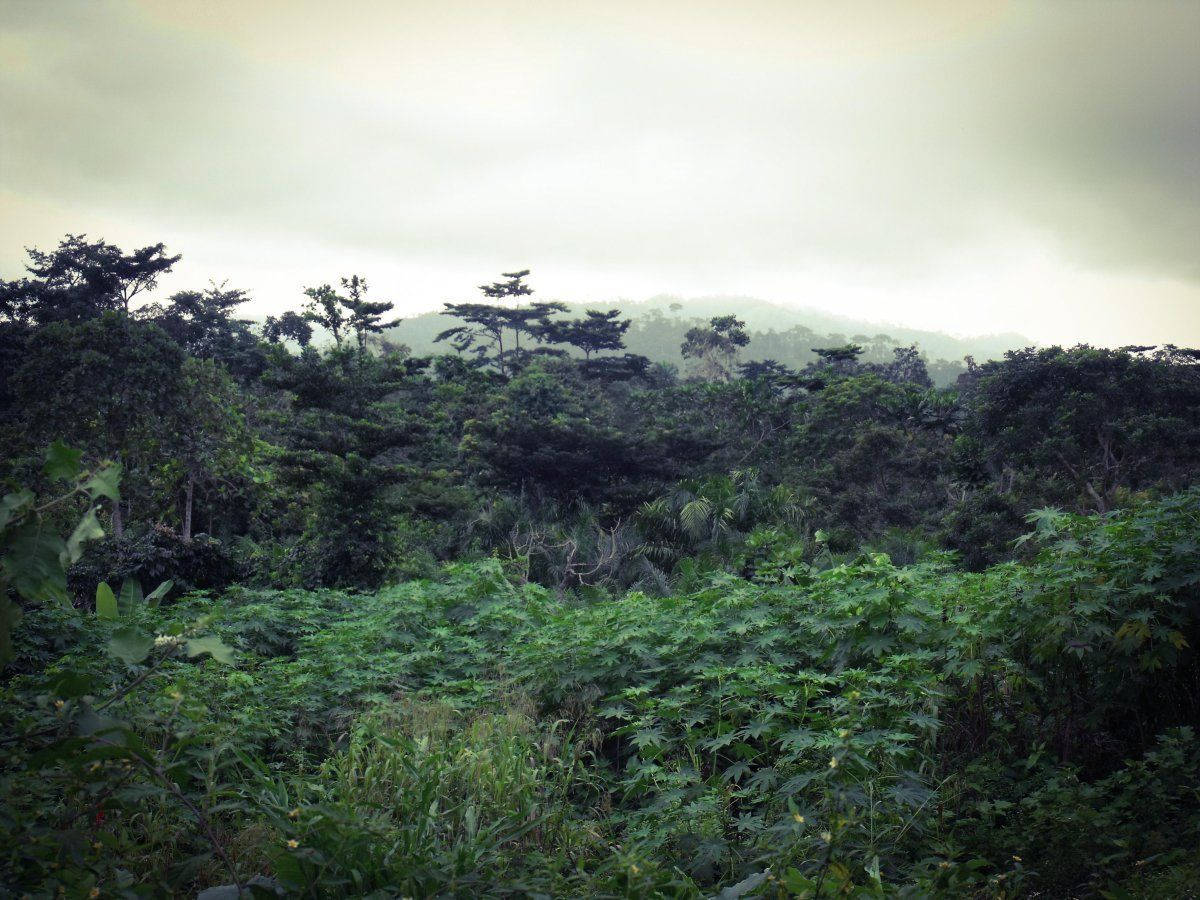 Congo Green Forest And Sky Wallpaper