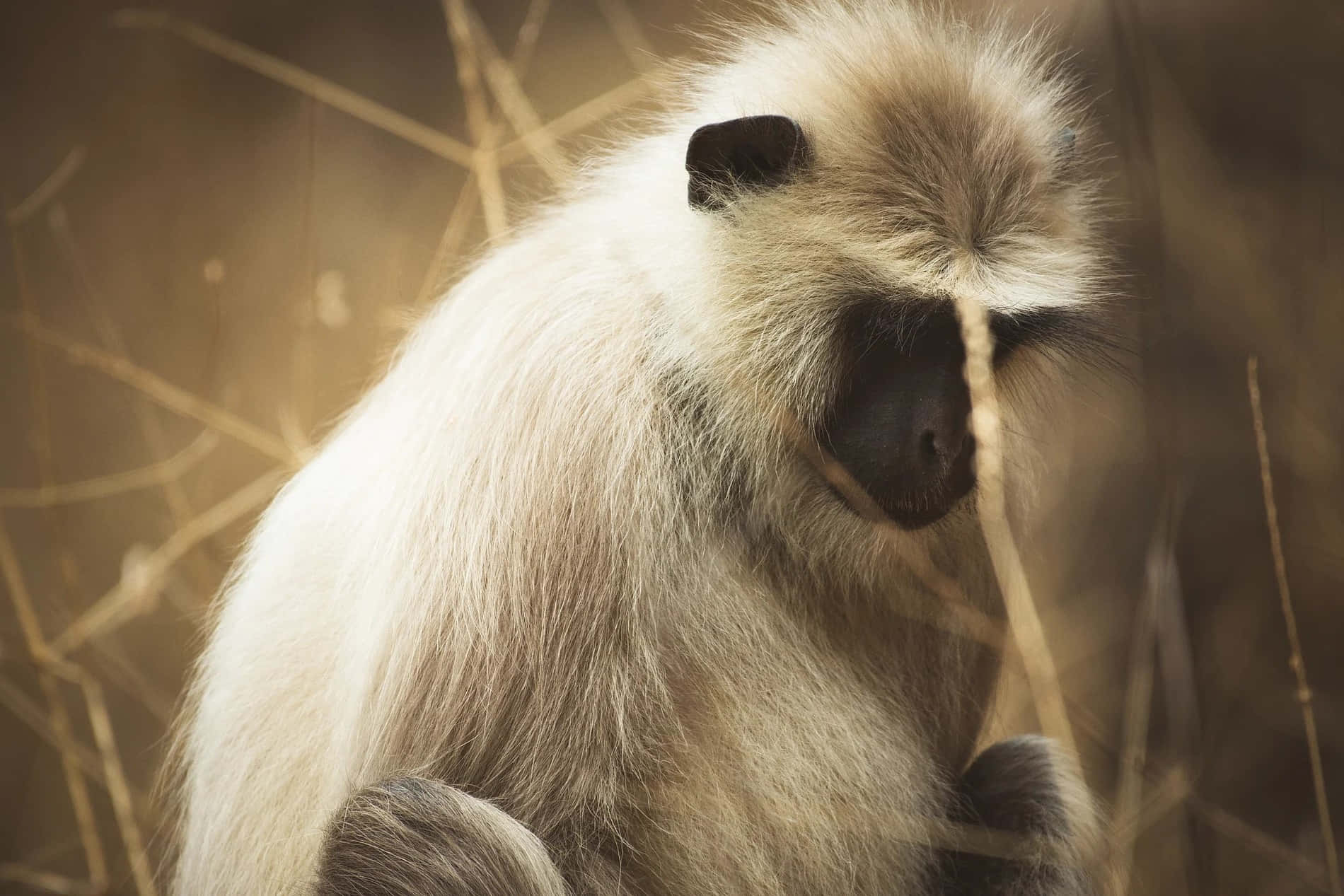 Contemplative_ Langur_ Monkey Wallpaper