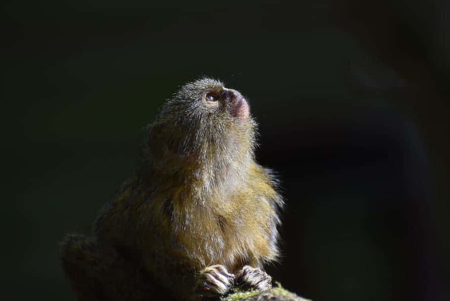 Contemplative Marmosetin Natural Light Wallpaper