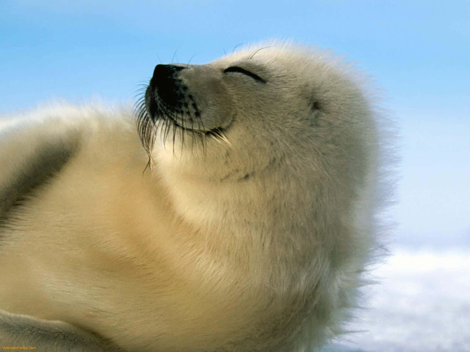 Contented Harp Seal Pup Snow Wallpaper