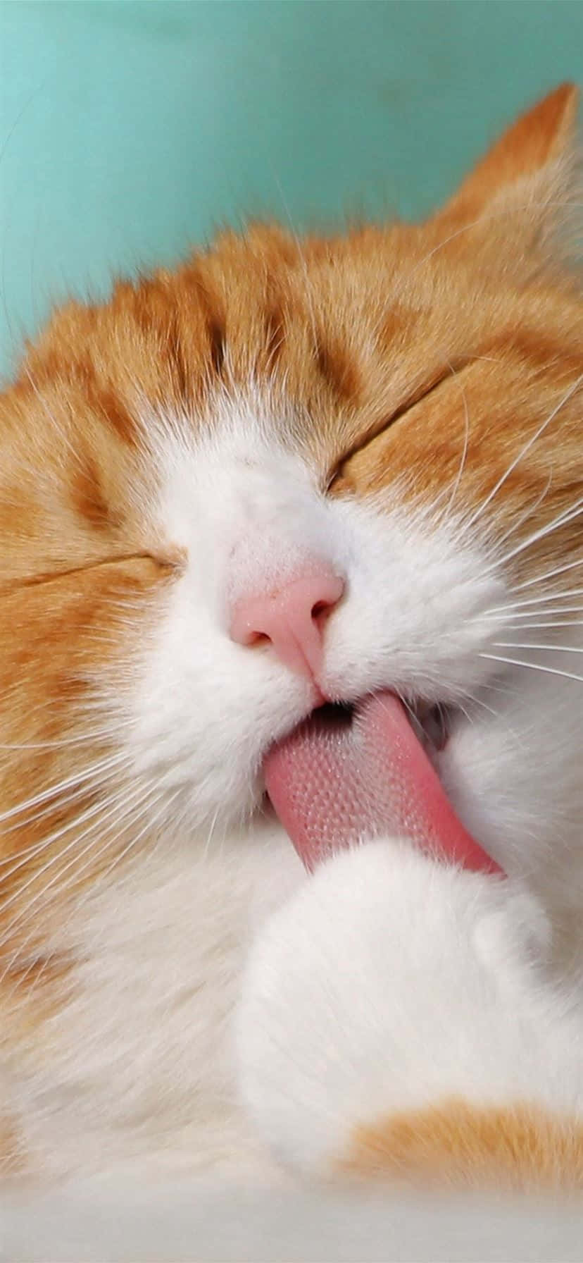 Contented Orange Cat Grooming.jpg Wallpaper