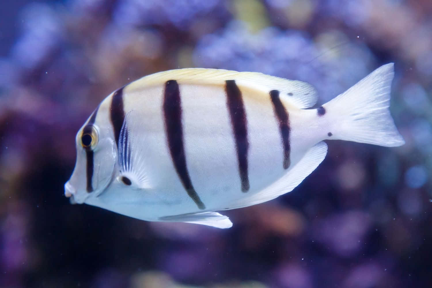 Convict Surgeonfish In Aquarium Wallpaper