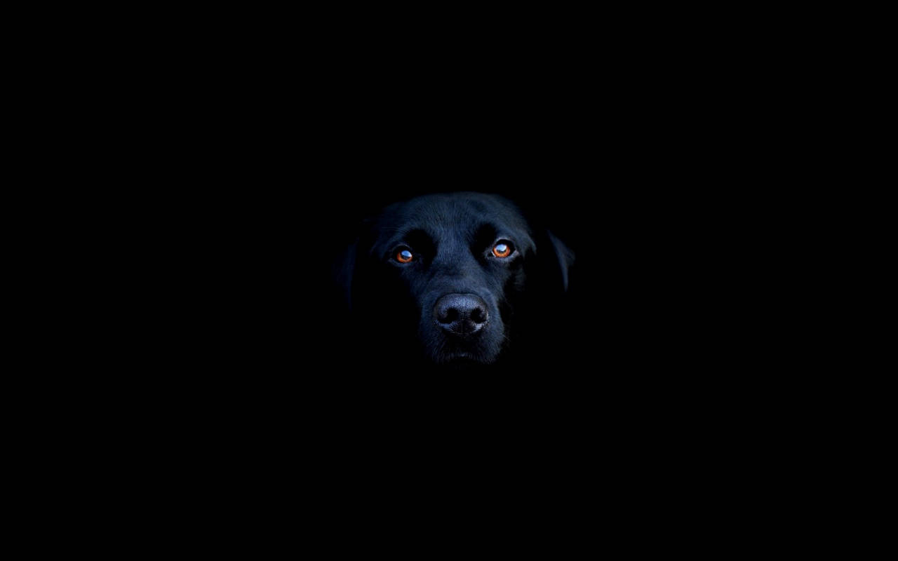 Cool Black Labrador Wallpaper