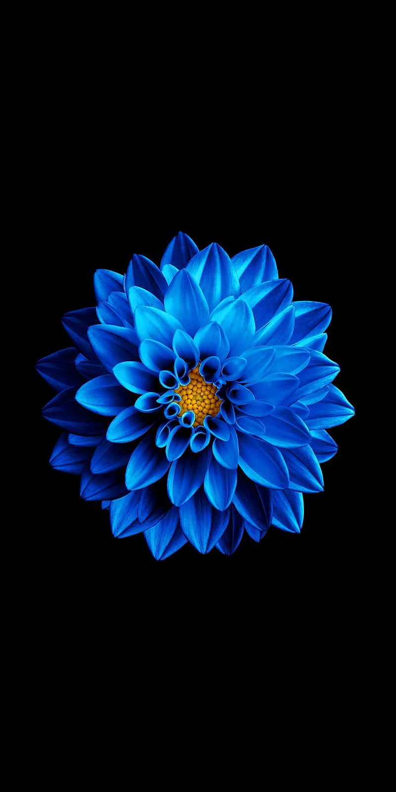 Cool Dahlia Super Amoled Display Phone Wallpaper