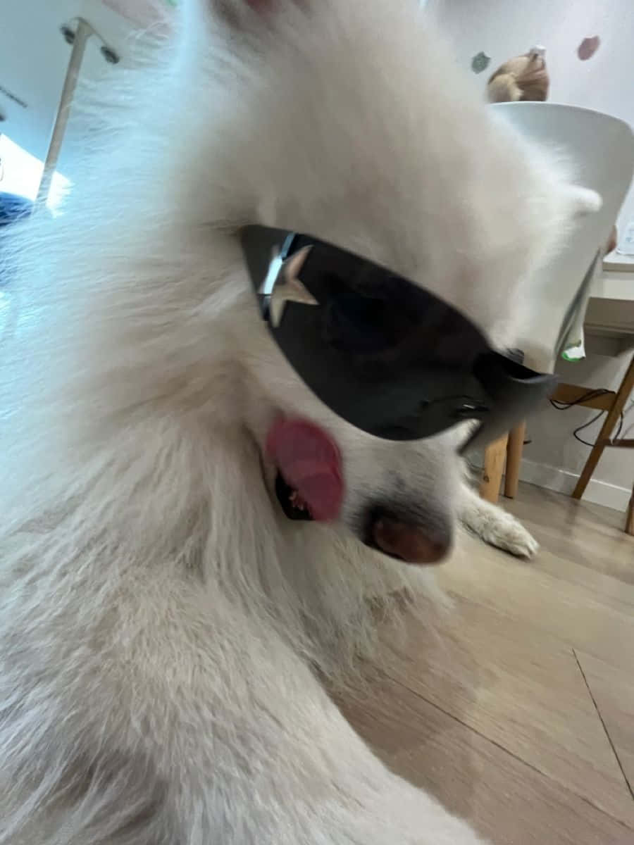 Cool_ Dog_ With_ Sunglasses.jpg Wallpaper