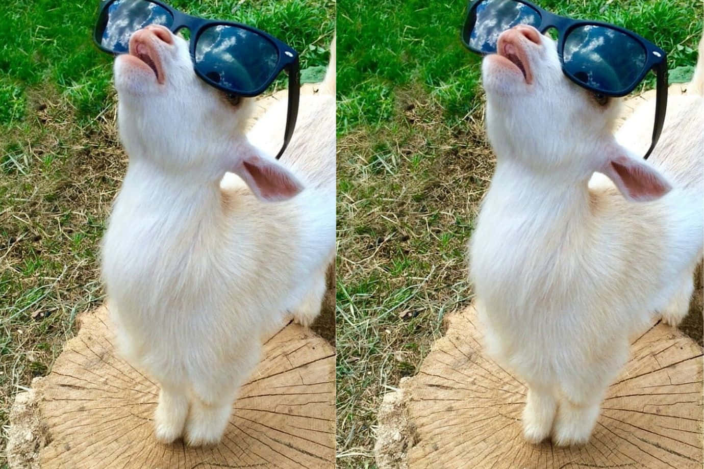 Cool Goatwith Sunglasses Wallpaper