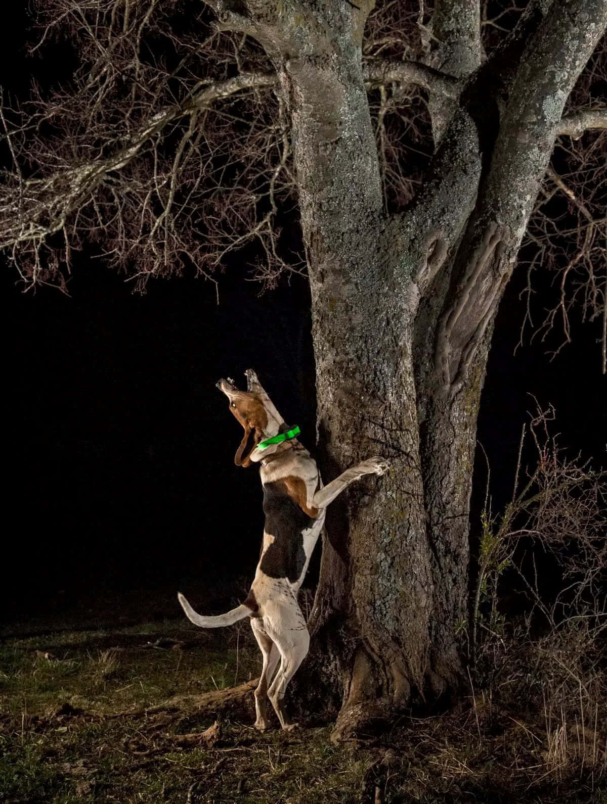 Coonhound_ Treeing_at_ Night.jpg Wallpaper