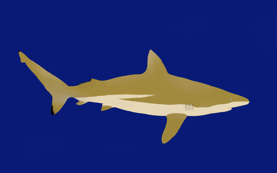 Copper Shark Illustration Wallpaper