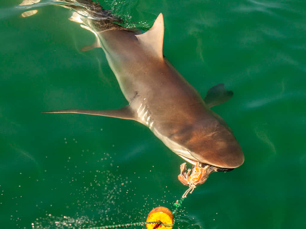 Copper Shark Near Surface Wallpaper