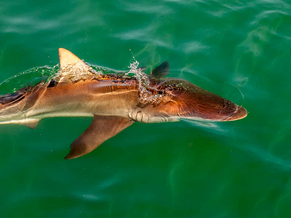 Copper Shark Surfacing Wallpaper