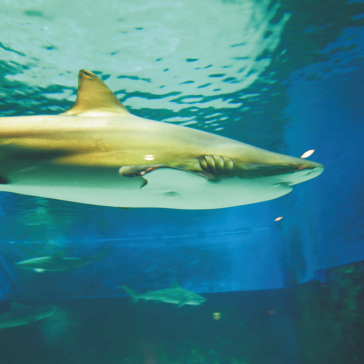 Copper Shark Underwater Swim Wallpaper