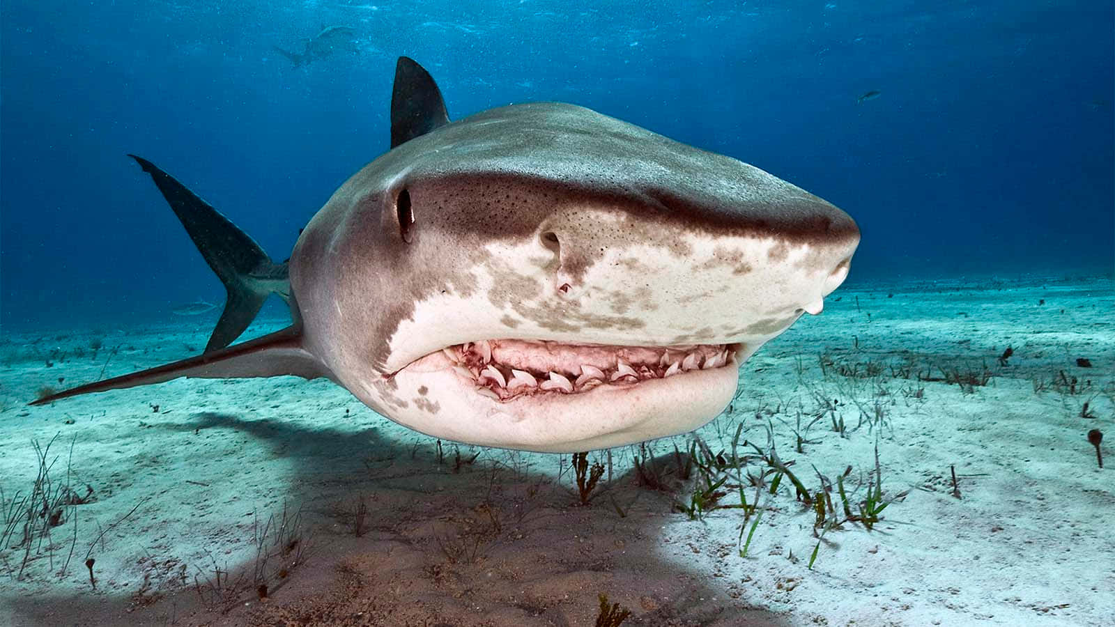 Copper Shark Up Close Wallpaper