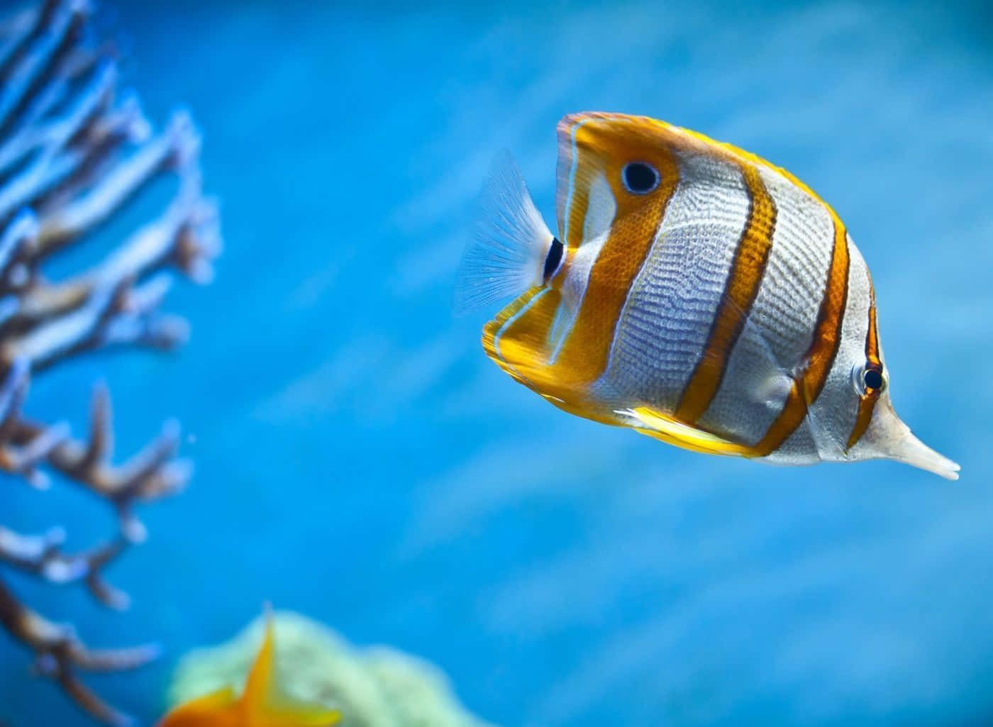 Copperband Butterflyfish Desktop Wallpaper