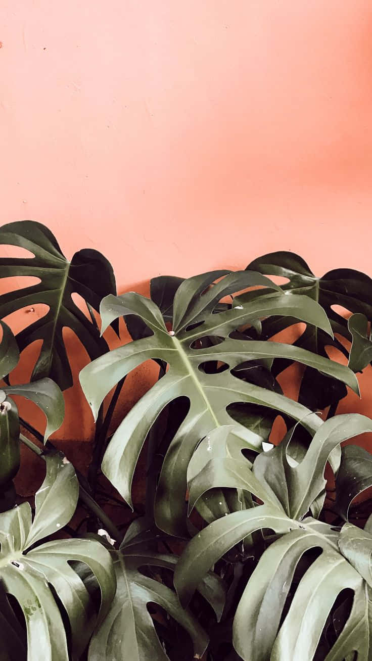 Coral Backdrop Monstera Leaves Wallpaper