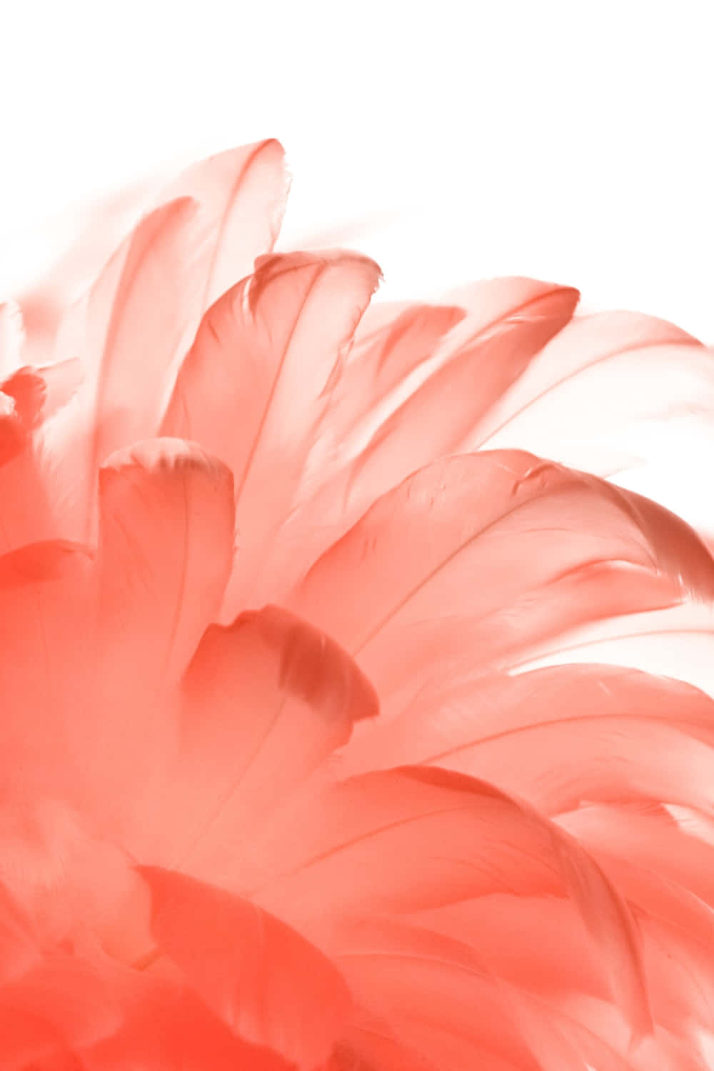 Coral Blush Floral Art Wallpaper