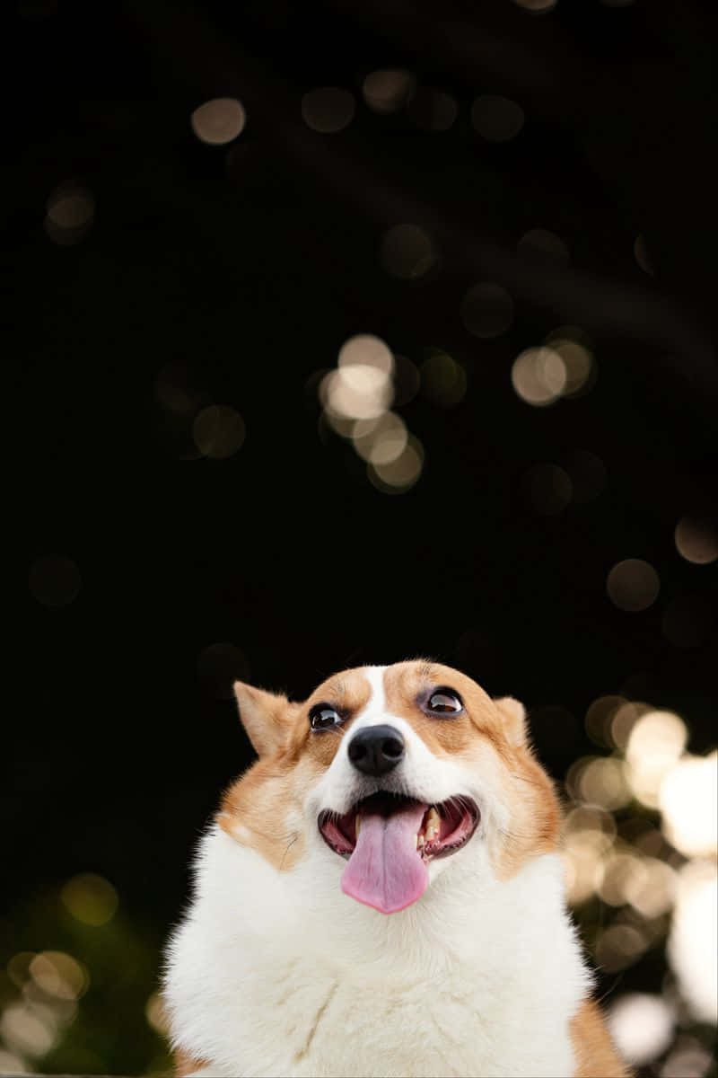 Corgi Dog Tongue Out Wallpaper