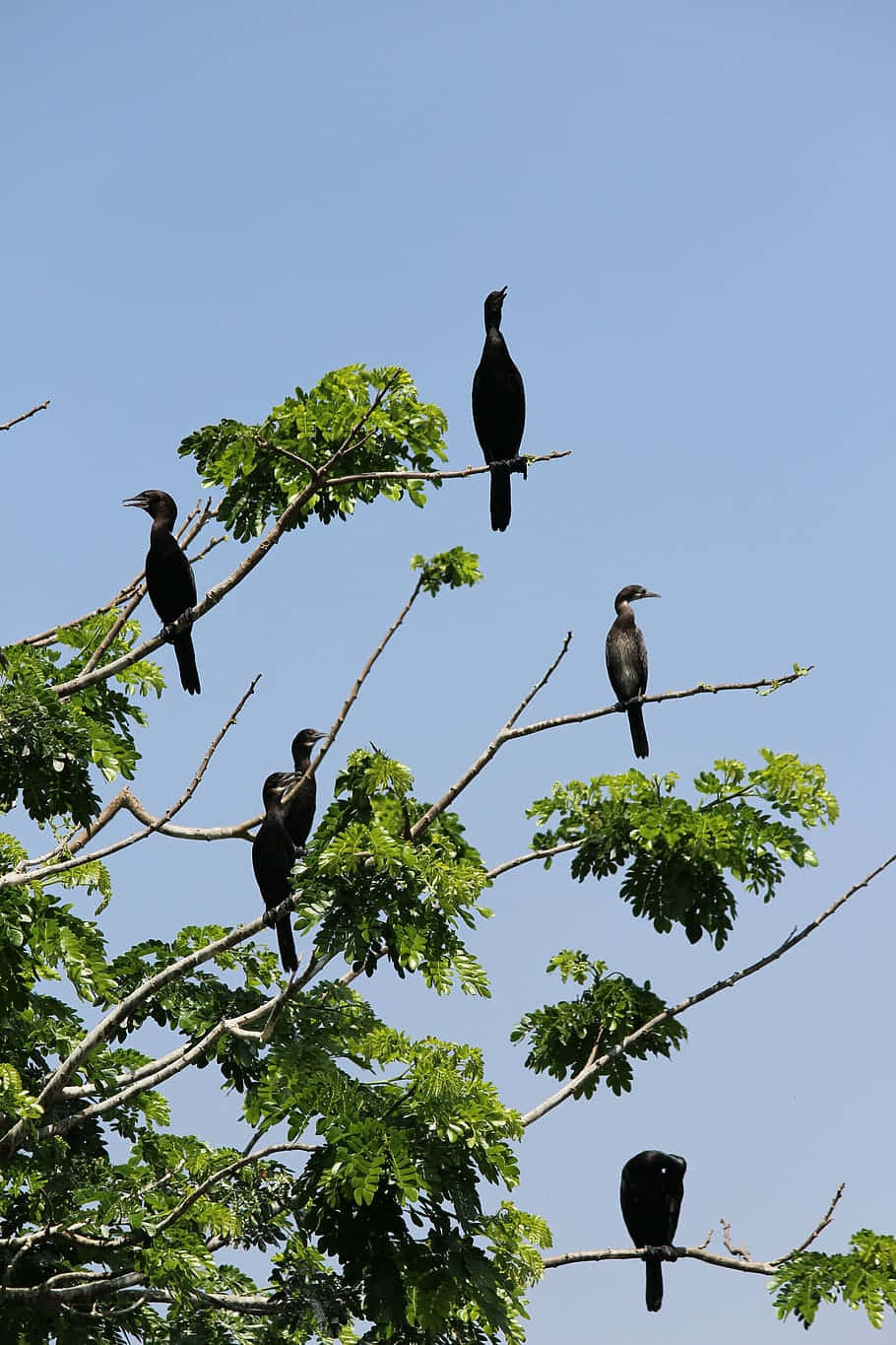 Cormorants_ Perched_on_ Tree_ Branches Wallpaper