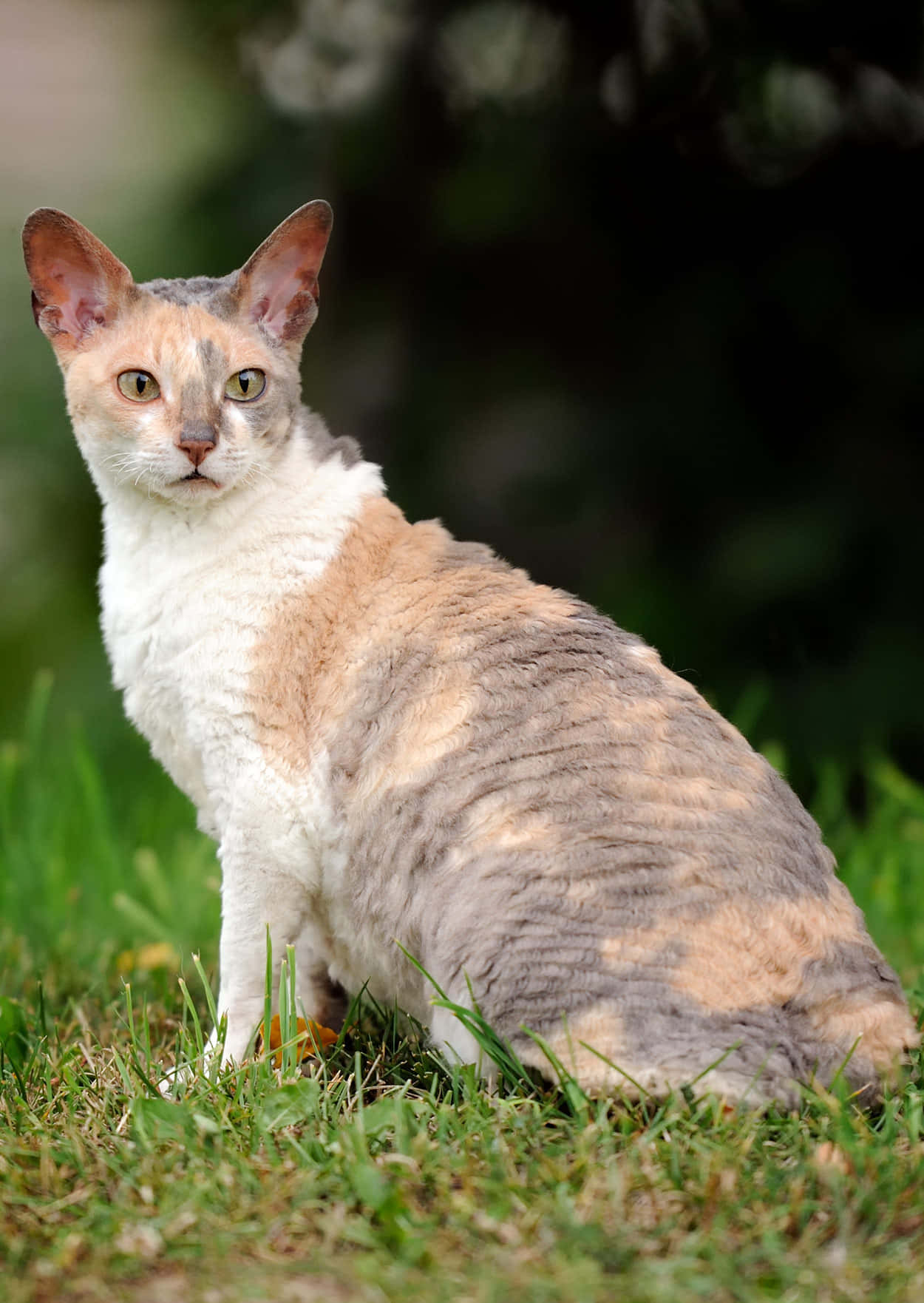 Cornish Rex Cat Posing On A Table Wallpaper