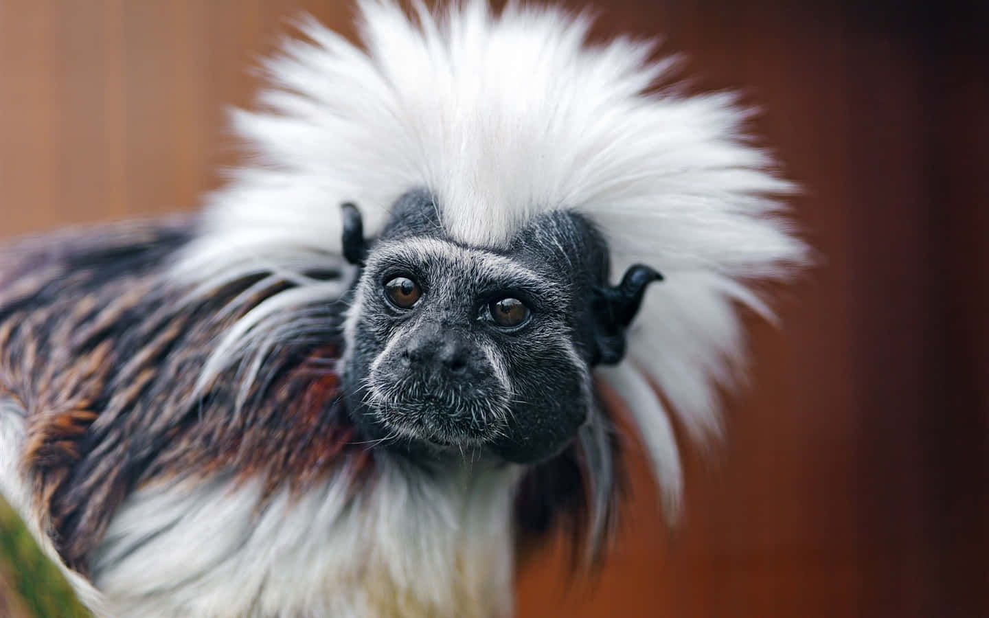 Cotton Top Tamarin Portrait Wallpaper