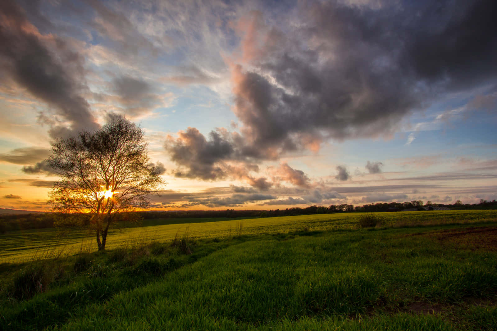 Countryside Tree And Grass On Sunset Wallpaper