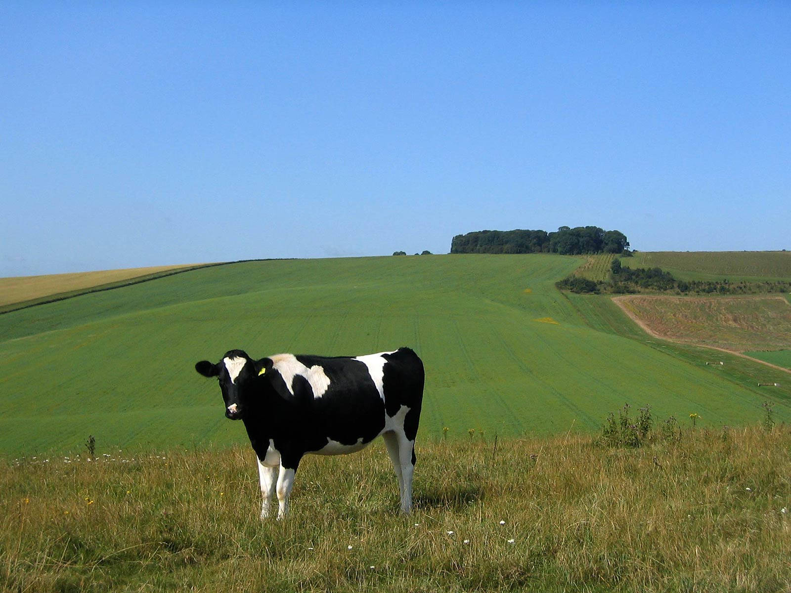 Cow Enjoying A Peaceful Day In The Sun Wallpaper