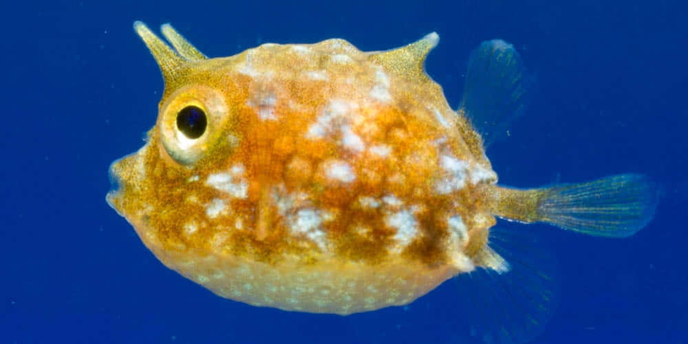 Cowfish Swimming Blue Water.jpg Wallpaper