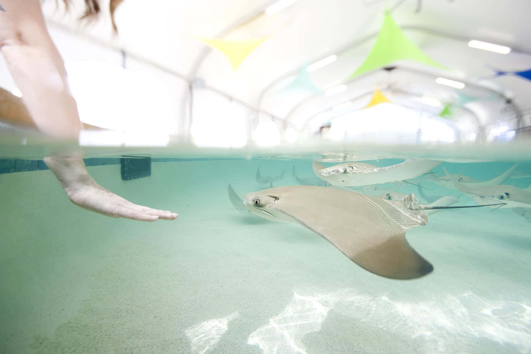 Cownose Ray Encounter Wallpaper